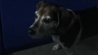 Copper will never give up on food will he?