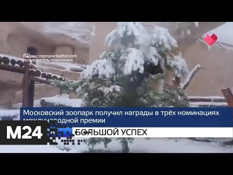 "Москва и мир": большой успех и дела семейные - Москва 24