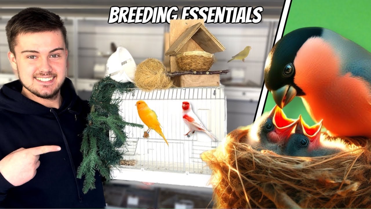 My Breeding Essentials for Finches & Canaries