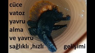 Download Cüce Vatoz üretimi,cüce Vatoz Yavruları Video MP3 Cüce Vatoz üretimi,cüce Vatoz Yavruları