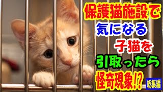 保護猫施設でどうしても気になる子猫がいて家に迎えることにしたら家で怪奇現象が! 理由に驚愕【猫の不思議な話】【総集編】