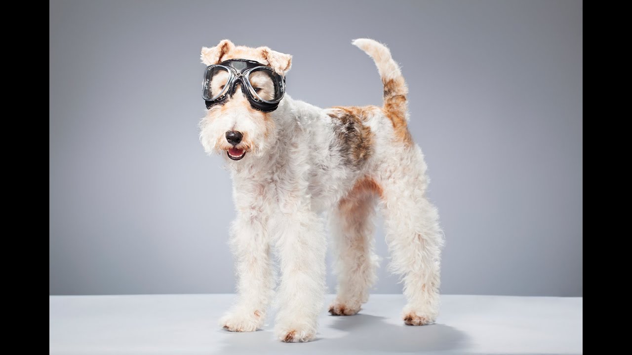 wire fox terrier