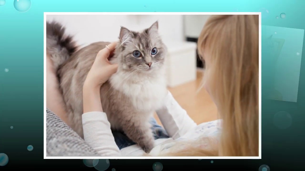 Аллергия на кошек | Лечение симптомов у взрослых и детей