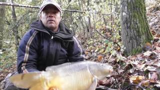 carpe au coup specimen Novembre 2016 peche a roder sponda HH COLMIC