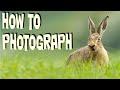 How to Photograph European Brown Hare. How to get close and get those stunning images.