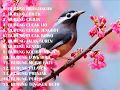 Kompilasi Suara Masteran Kicauan Burung Sang Juara Dari Juara Tingkat Lokal Sampai Tingkat Nasional Omkicau(.mp3 .mp4) Mp3 - Mp4 Download