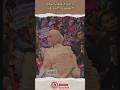 MAAF TAPI... BUNLES CANGTIP BANGET YAAA😭❤️ #lestikejora #soimah #indosiar #dacademy7