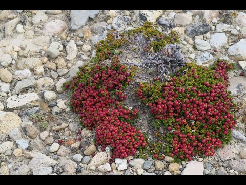 video flora e fauna della Patagonia