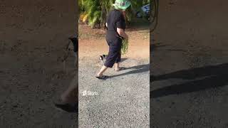 293. Heel cue compilation. (A Dog's Choice)