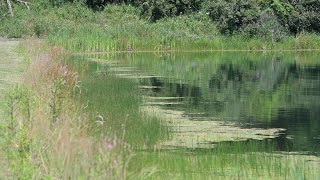 WV DNR works to provide larger bluegill in state lakes