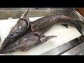 생전처음 만져보는 이 생선 오로시해봤더니 할말을 잃었다 Fillet Sturgeon and Make It For Sashimi