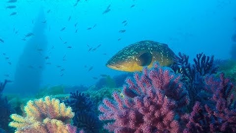 The Donator shipwreck - the most efficient artificial reefs of the Mediterranean Sea?