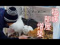外猫達が家猫のように過ごす！僕が作りたかった部屋がこちら！