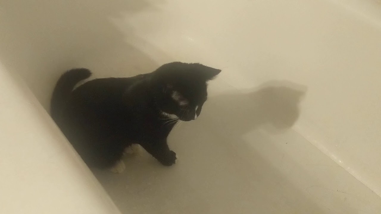 Bathtub cats YouTube