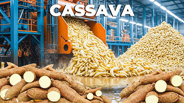 Cassava Mega Factory: How Millions of Tons of Cassava Are Processed in the Philippines