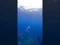 Freediving #okinawatrip #coralreef #freediving #スキンダイビング #沖縄観光 #サンゴ礁