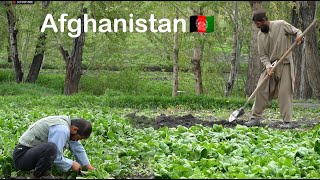 Village Life Afghanistan | Pick vegetables in the ground | Village Life Afghanistan