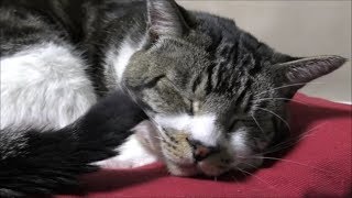 しっぽに安眠妨害される猫 しっぽパタパタうっとおしいけど眠いリキちゃん リキちゃんねる 猫動画 Cat Videos キジトラ猫との暮らし Youtube しっぽに安眠妨害される猫 しっぽパタパタうっとおしいけど眠いリキちゃん リキちゃんねる 猫動画 Cat Videos キジトラ猫との暮らし Youtube