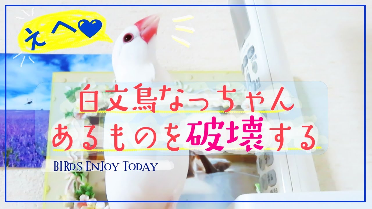 文鳥5羽】白文鳥なっちゃんの好奇心いっぱいでジャンプ連発 文鳥5羽】白文鳥なっちゃんの好奇心いっぱいでジャンプ連発