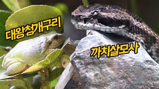 까치살모사 vs 살모사 비교!! 국립생태원 온대관 생물 관찰!