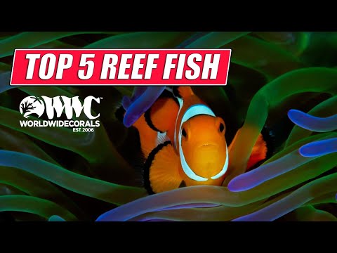 Video: Techniky krmení pro váš korálový útesový tank