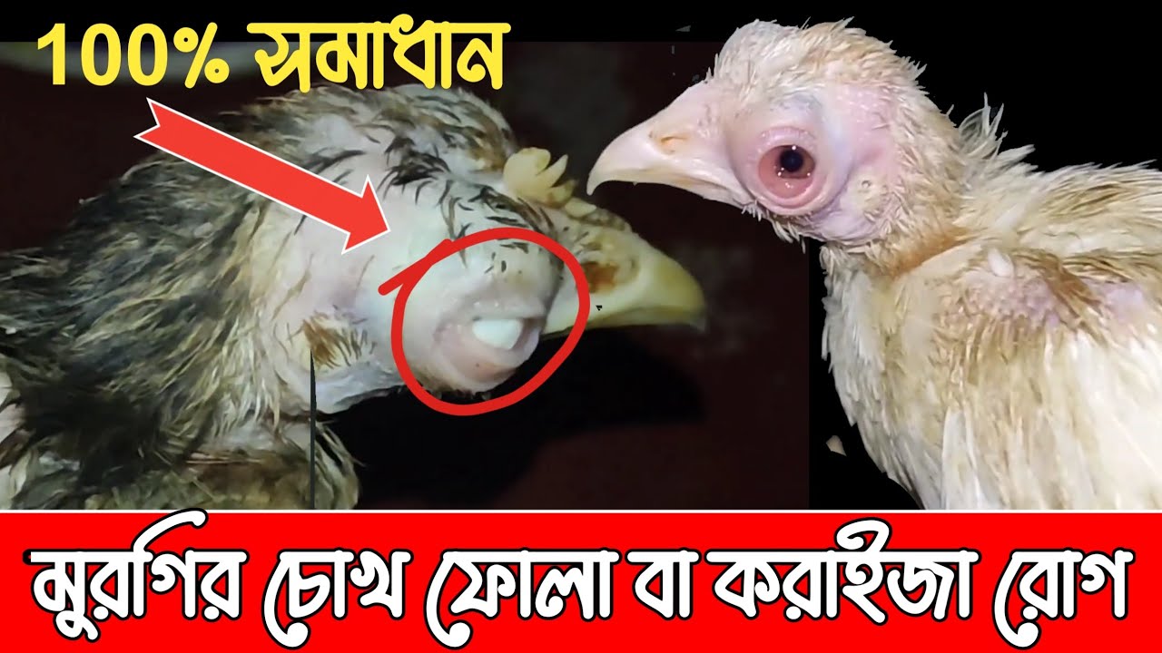 মুরগির চোখ দিয়ে পানি পড়া, চোখ ফোলা ,করাইজা রোগের  সঠিক চিকিৎসা || murgir thanda Osud 