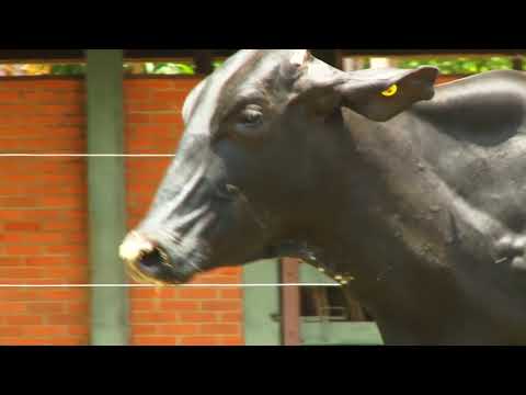 LOTE 67   RBB ÂNCORA 3 PETY FIV