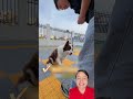 asi puedes enseñarle este truco a tu perro