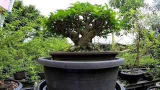 Bonsai วิธีขึ้นทรงไม้ซูโม่ หัวเขียงหนึ่ง