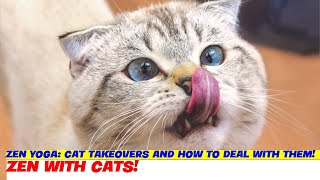 Zen Yoga: Cat Takeovers and How to Deal With Them!