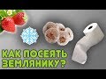 Три надежных способа посева земляники