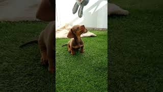 STAR the miniature dachshund puppy