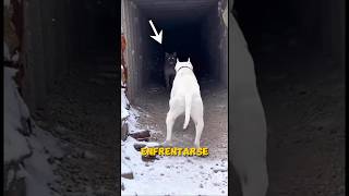 Cachorros adorables… pero se vuelven peligrosos 💔🐺