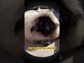 Do you love puppies?