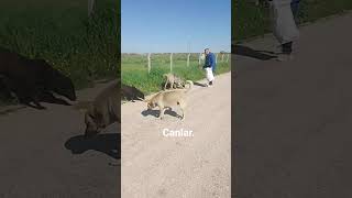 😍😃Iz🥰Öpekler .