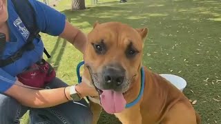 More than 200 dogs in need of a home at Orange County Animal Services