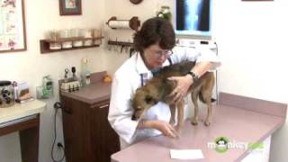 Dog Care - Checking for Fleas