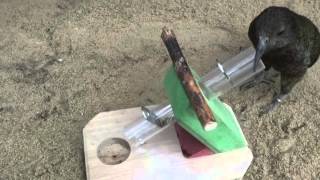 Weltvogelpark - Vogeltraining Indoorshow