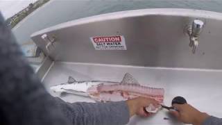 Fileting A Leopard Shark