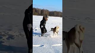 Акита ину на улице часть 10 🦁 #акита, #акитаину, #akitainu, Akita InuАкита