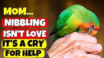 If Your Bird Nibbles You, This Is What It’s Secretly Telling You