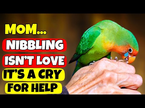 إذا عضك طائرك فهذا ما يخبرك به سر ا