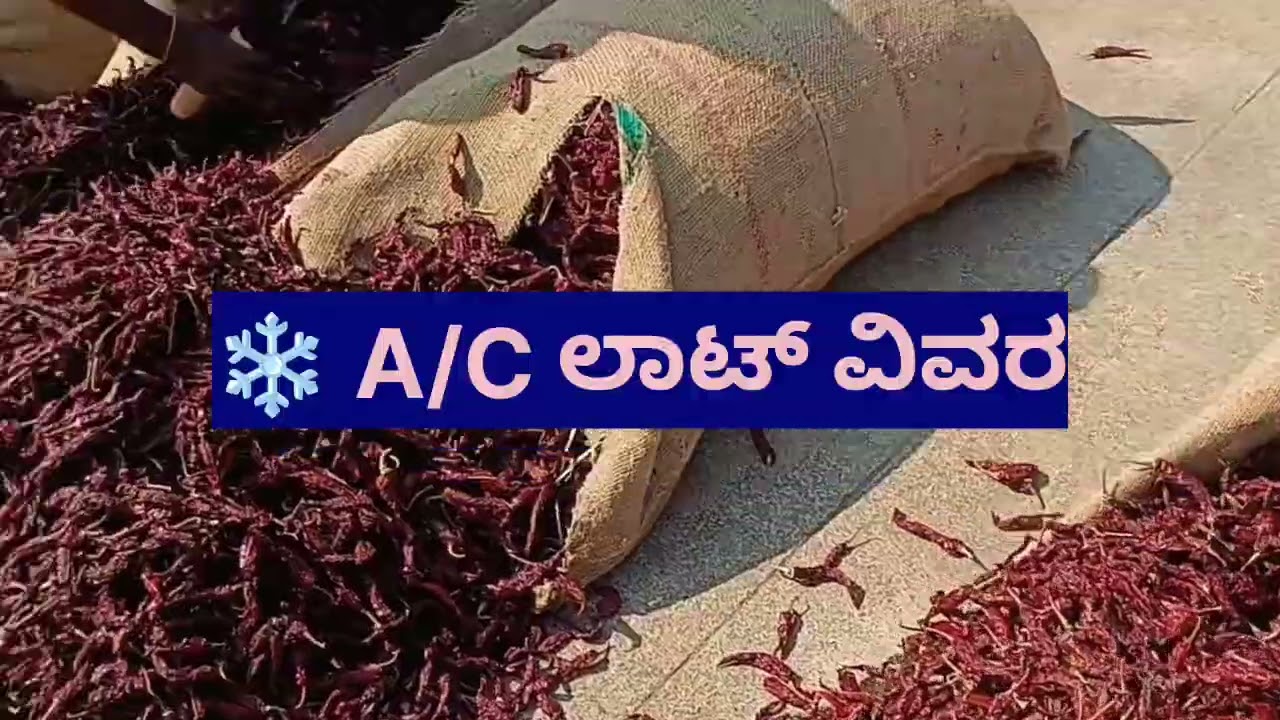 ಇಂದಿನ ಬ್ಯಾಡಗಿ ಮೆಣಸಿನಕಾಯಿ ಮಾರುಕಟ್ಟೆ ವರದಿ | 15-12-2025 | ಬೆಲೆ, ಆಗಮನ & ಮಾರಾಟ ವಿವರ