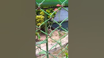 Short Vlog just went to the zoo #ytshortsindia #video #vlog #zoo #animals #snake #ytshorts #viral