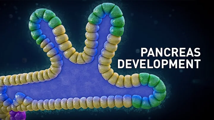 Early pancreas development