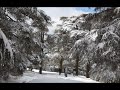 وديع الصافي يا أرز جبل لبنان   
