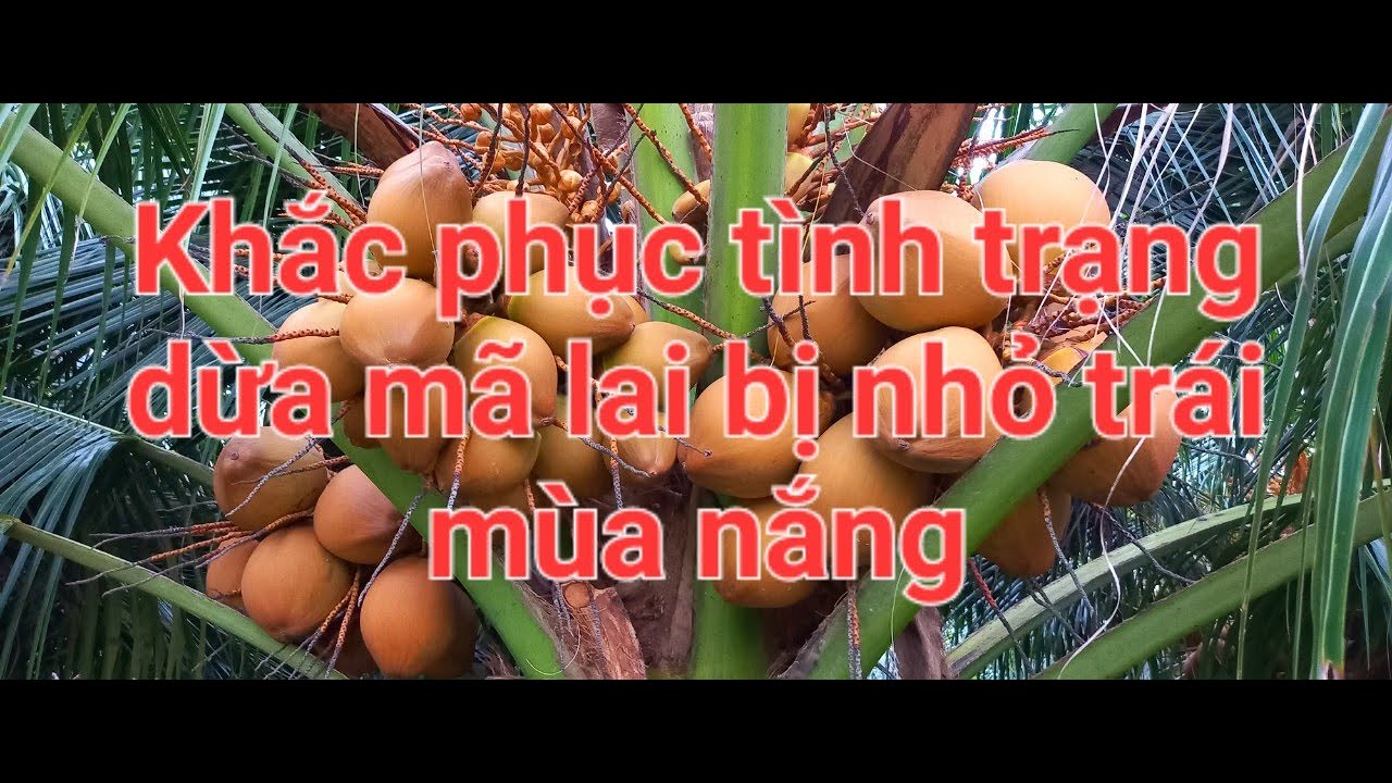 Khắc phục tình trạng dừa mã lai bị nhỏ trái mùa nắng