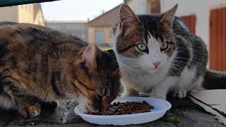 美しい目をしたとてもかわいい野良猫