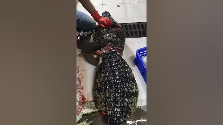 A large crocodile weighing several hundred kilograms #crocodile #high end ingredients #shipping nati