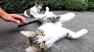 駐車場にいた二人組の猫、撫でられるとゴロンゴロン転がってカワイイ